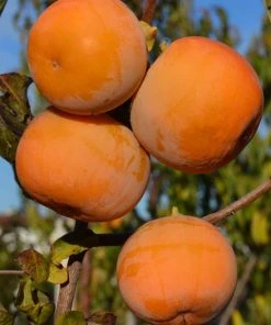 SN Persimmon Trees - Rosseyanka (Astringent)