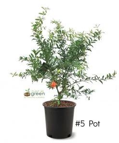 SN Pomegranate Trees - Russian #26 FRUIT COLLECTION