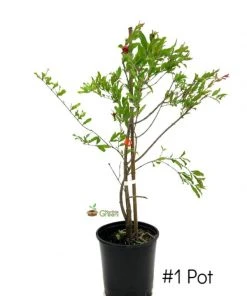 SN Pomegranate Trees - Russian #26 FRUIT COLLECTION