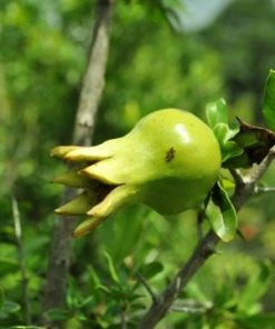 SN Pomegranate Trees - Russian #26 FRUIT COLLECTION