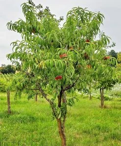 SN Peach Trees - July Prince