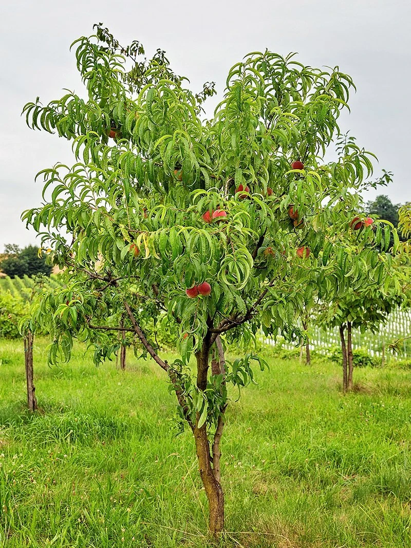 SN FRUIT COLLECTION Peach Trees - Early Augustprince