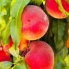 SN Peach Trees - Ruston Red