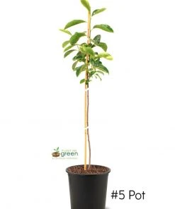 SN Persimmon Trees - Saijo (Astringent)