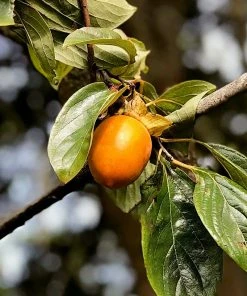 SN Persimmon Trees - Saijo (Astringent)