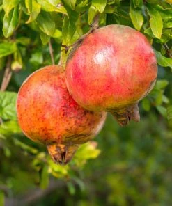 SN FRUIT COLLECTION Pomegranate Trees - Salavatski