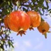 SN FRUIT COLLECTION Pomegranate Trees - Salavatski