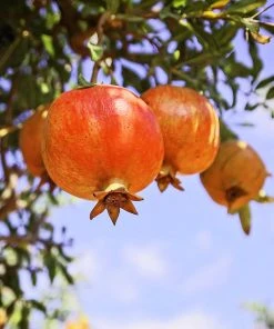 SN FRUIT COLLECTION Pomegranate Trees - Salavatski