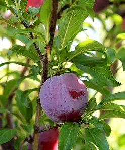 SN Plum Trees - Santa Rosa