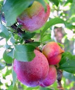 SN Plum Trees - Santa Rosa
