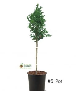 SN Plum Trees - Santa Rosa