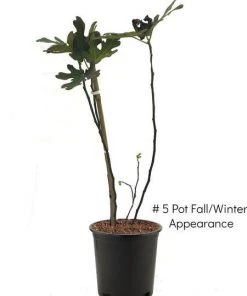 SN FRUIT COLLECTION Fig Trees - Brown Turkey