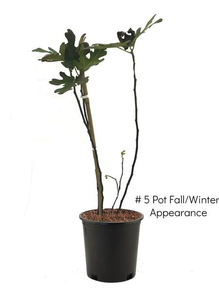 SN FRUIT COLLECTION Fig Trees - Black Mission