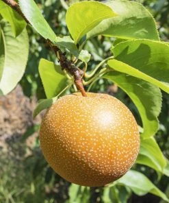 SN Pear Trees - Shinko