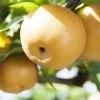 SN Pear Trees - Shinseiki FRUIT COLLECTION