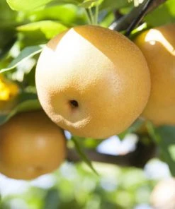 SN Pear Trees - Shinseiki FRUIT COLLECTION