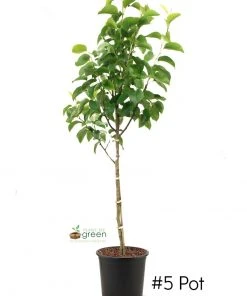 SN Pear Trees - Shinseiki FRUIT COLLECTION