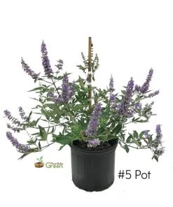 SN Vitex - Shoal Creek