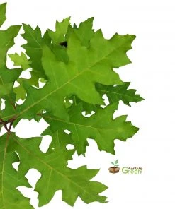 SN Oak - Shumard SHADE COLLECTION