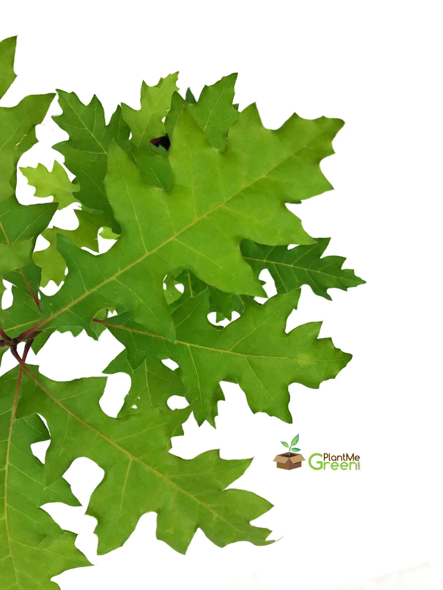 SN Oak - Shumard SHADE COLLECTION