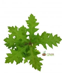 SN Oak - Shumard SHADE COLLECTION