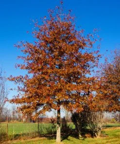 SN Oak - Shumard SHADE COLLECTION