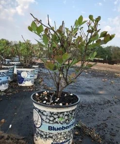 SN Blueberry - Home Bell (Rabbit Eye) Blueberries