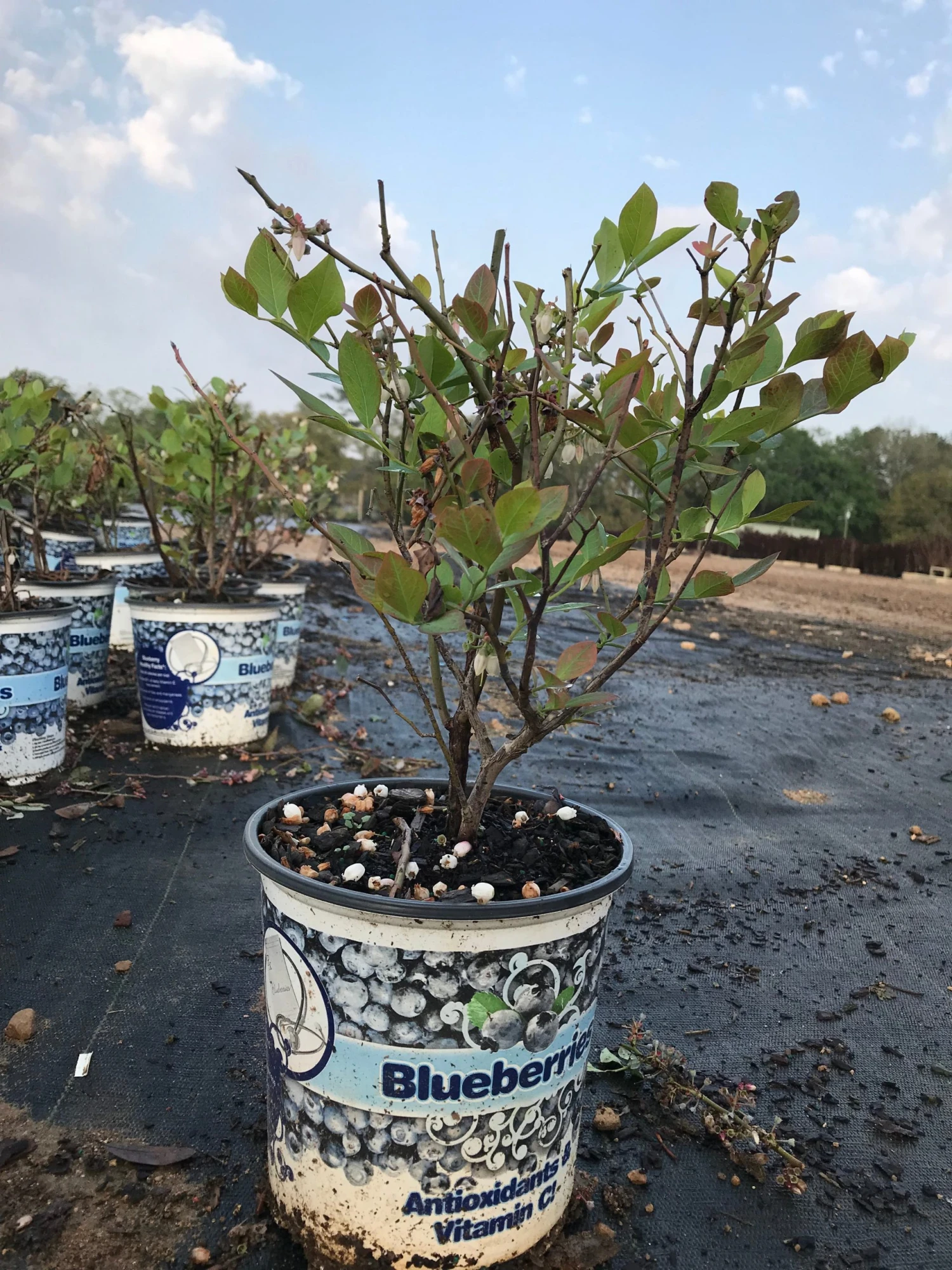 SN Blueberry - Home Bell (Rabbit Eye) Blueberries