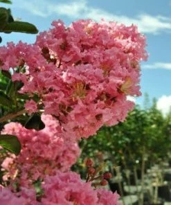 SN FLOWERING COLLECTION Crape Myrtle - Sioux