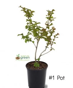 SN FLOWERING COLLECTION Crape Myrtle - Sioux