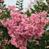 SN FLOWERING COLLECTION Crape Myrtle - Sioux