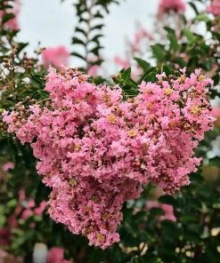 SN FLOWERING COLLECTION Crape Myrtle - Sioux
