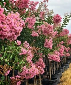 SN FLOWERING COLLECTION Crape Myrtle - Sioux