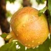 SN Pomegranate Trees - Sirenevyi