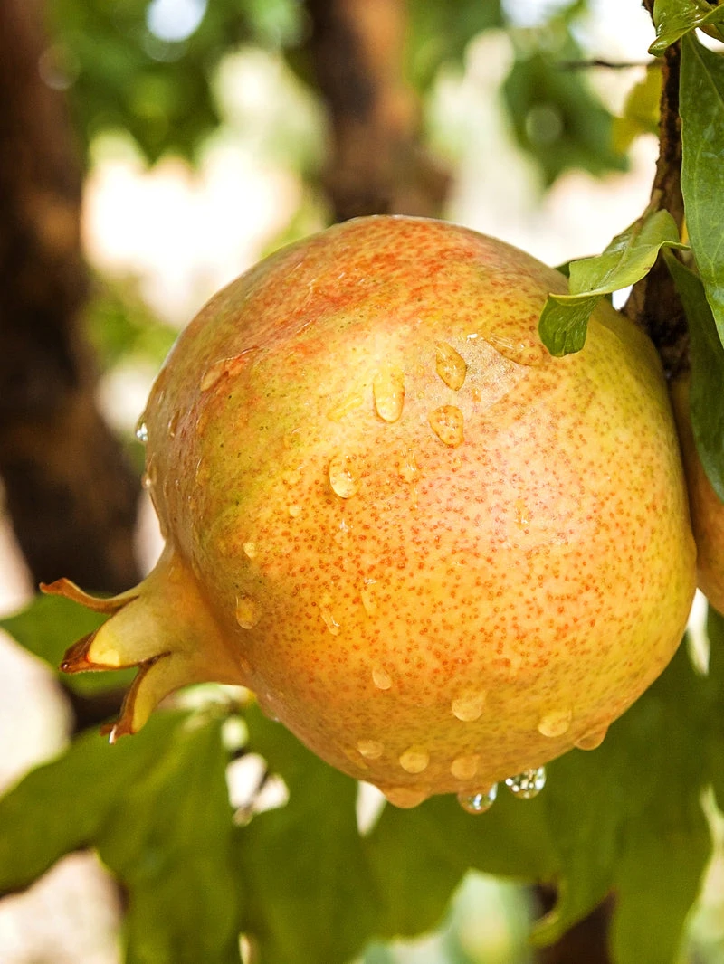 SN Pomegranate Trees - Sirenevyi