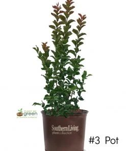 SN Crape Myrtle - Southern Living™ Miss Frances