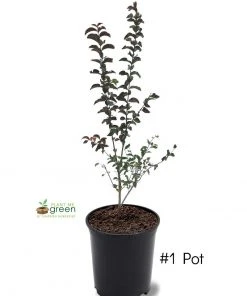 SN Crape Myrtle - Southern Living™ Miss Sandra