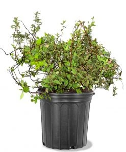 Plant Me Green Spirea - Anthony Waterer Other Flowering Plants