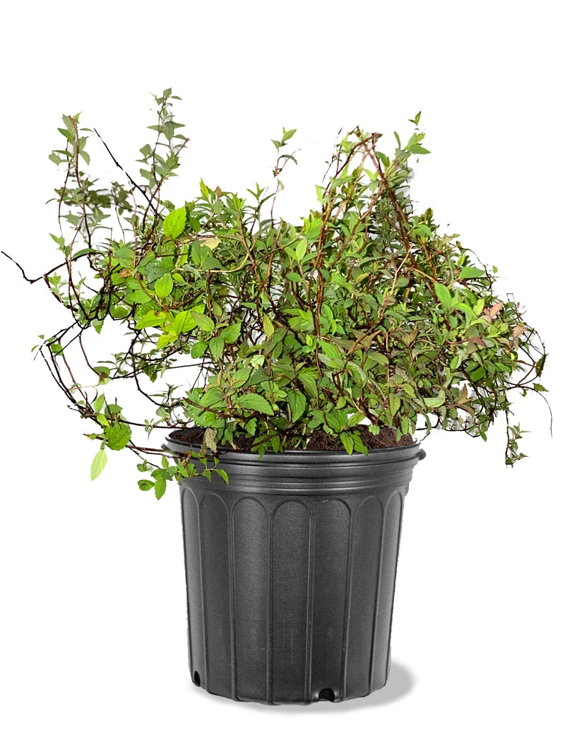 Plant Me Green Spirea - Anthony Waterer Other Flowering Plants