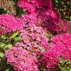 Plant Me Green Spirea - Anthony Waterer Other Flowering Plants