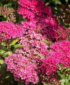 Plant Me Green Spirea - Anthony Waterer Other Flowering Plants