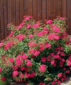 Plant Me Green Spirea - Anthony Waterer Other Flowering Plants