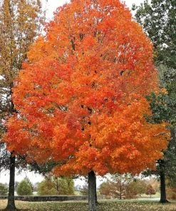 Plant Me Green SHADE COLLECTION Maple - Sugar