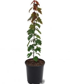 SN Maple - Summer Red