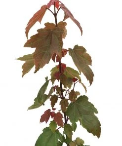 SN Maple - Summer Red