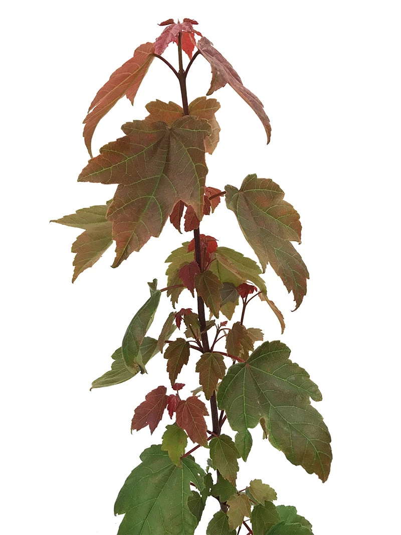 SN Maple - Summer Red