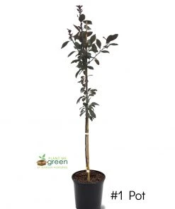 SN Crabapple - Summer Wonder