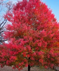 SN Maple - Sun Valley