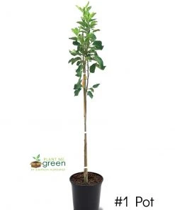 Plant Me Green Apple Trees - Suncrisp