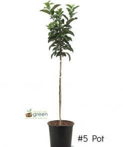 Plant Me Green Apple Trees - Suncrisp